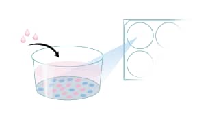 Protocol for Isolation of Human Adult Epithelial Step 10