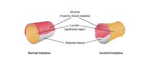 Protocol for Isolation of Human Adult Epithelial Step 4
