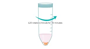 Protocol for Isolation of Human Adult Epithelial Step 7
