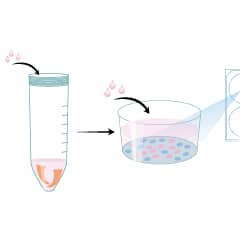 View MIM001 Protocol Graphic Summary