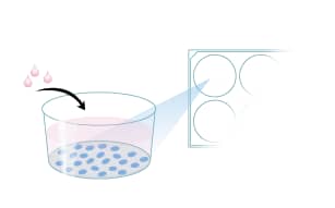 Protocol to Expand Gastrointestinal Stem Cells Step 1