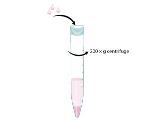 Protocol to Expand Gastrointestinal Stem Cells Step 4