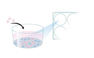 Protocol to Expand Gastrointestinal Stem Cells Step 6