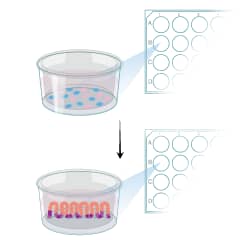 MIM004 Protocol Graphic Summary