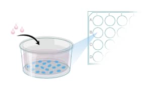 Protocol to Differentiate GI Stem Cells into Tissue Step 1