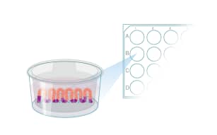 Protocol to Differentiate GI Stem Cells into Tissue Step 10