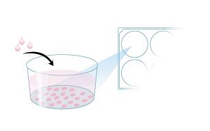 Protocol to Differentiate GI Stem Cells into Tissue Step 3