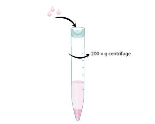 Protocol to Differentiate GI Stem Cells into Tissue Step 4