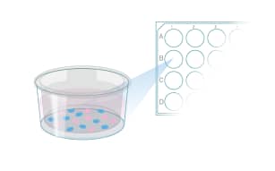 Protocol to Differentiate GI Stem Cells into Tissue Step 7