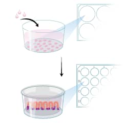 View MIM006 Graphic Protocols