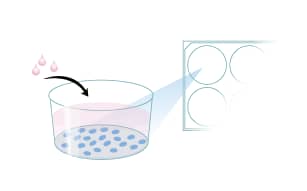 Protocol to Prepare 6-well Plates for GI Stem Cell Expansion Step 1