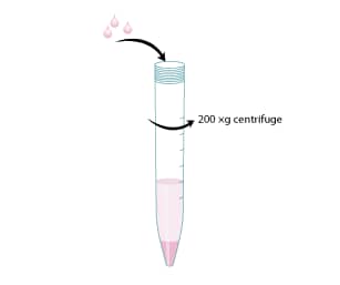 Protocol to Prepare 6-well Plates for GI Stem Cell Expansion Step 4