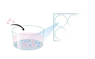 Protocol to Prepare 6-well Plates for GI Stem Cell Expansion Step 6