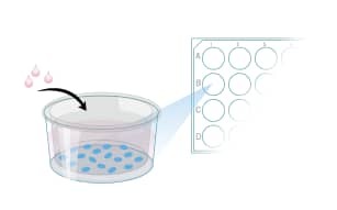 Protocol: Differentiation of MimEX GI Human Descending Colon Stem Cells Step 1