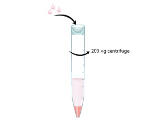 Protocol: Differentiation of MimEX GI Human Descending Colon Stem Cells Step 4
