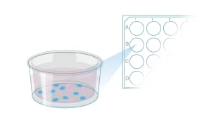 Protocol: Differentiation of MimEX GI Human Descending Colon Stem Cells Step 7