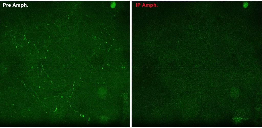 FFN 270 application FFN 270 application