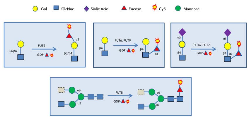 Strategies for Probing and labeling substrate glycans of various fucosyltransferases using GDP-Cy5-Fucose.