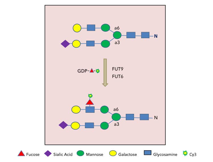 Strategies for N- and O- glycan labeling with CMP-Cy3-Sialic Acid