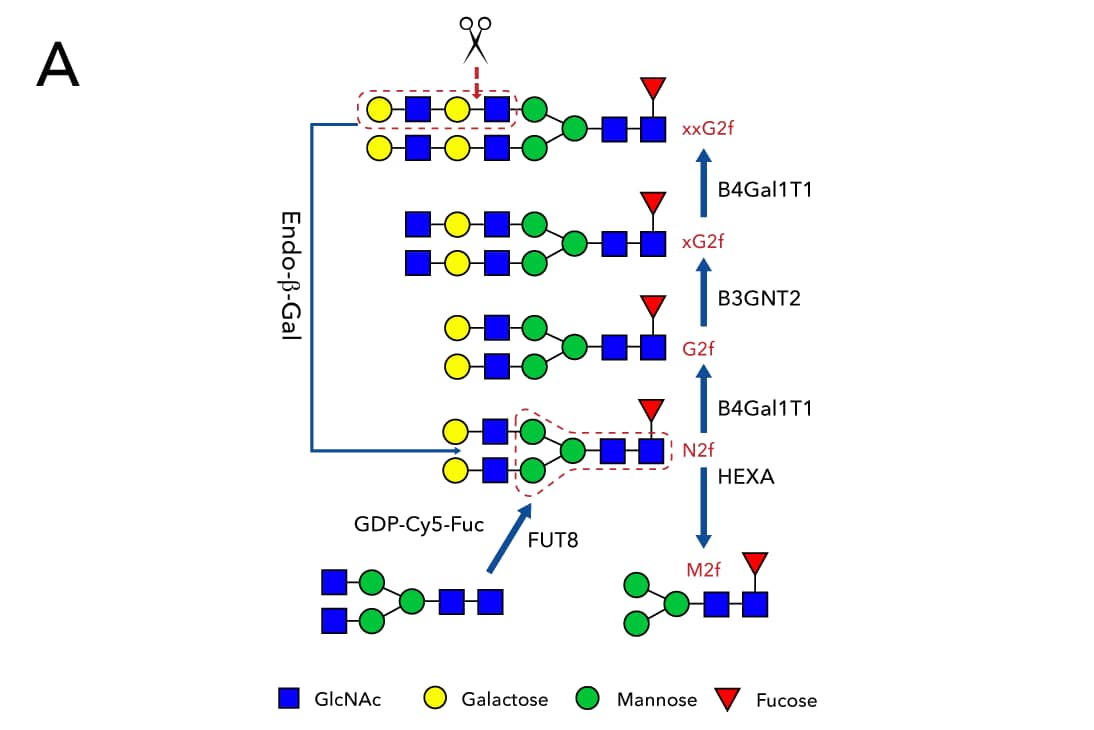 Schematic showing the synthesis of xxG2f and M2f using various glycosyltranferases and digestion by Endo-beta-Gal