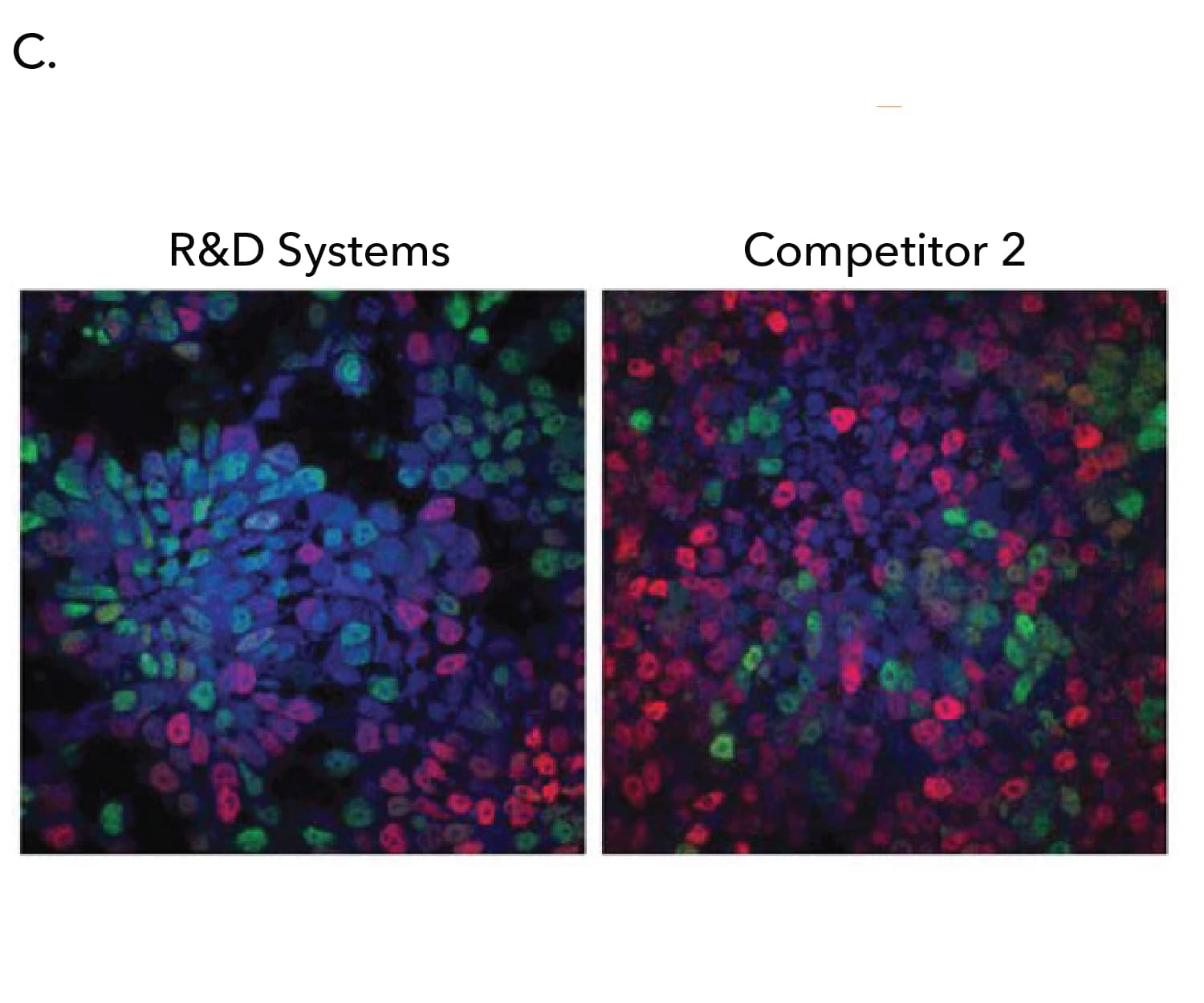 C: SOX1, Otx2 staining of human ESCs differentiated to neuroectoderm with Human Noggin from R&D Systems or a top competitor