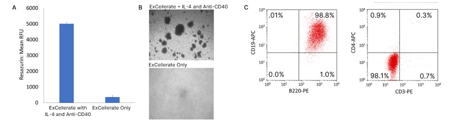 A:Graph showing robust expansion of mouse B cells in ExCellerate media with IL-4 and Anti-Mouse CD40 Antibody
B: Brightfield image of mouse B cell colonies expanded in ExCellerate media with IL-4 and Anti-Mouse CD40 Antibody 
C:Flow cytometry analysis of mouse B cells expanded in ExCellerate media show >98% are B220<sup>+</sup>CD19<sup>+</sup> and CD3-CD4-
