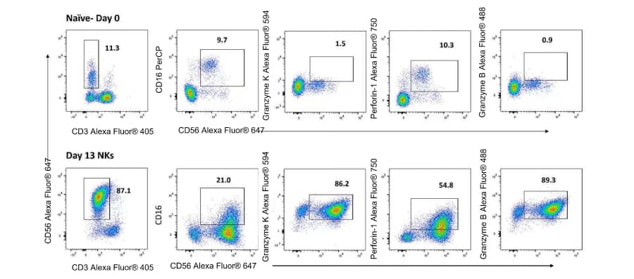 Characterization of human NK cells on days 0 and 13 of culture with R&D Systems cytokines indicates a CD3+CD56+GranzymeK+GranzymeB+Perforin+ phenotype on day 13 by flow cytometry.