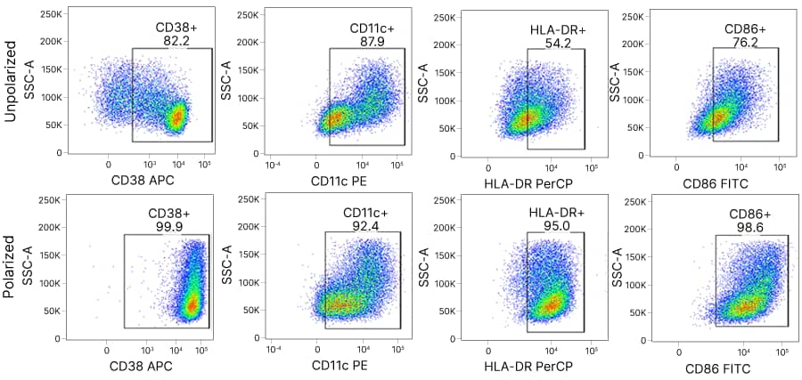 M1-activated macrophages cultured using R&D Systems cytokines and LPS display a CD38+CD11c+HLA-DR+CD86+ phenotype as determined by flow cytometry after 4 days.