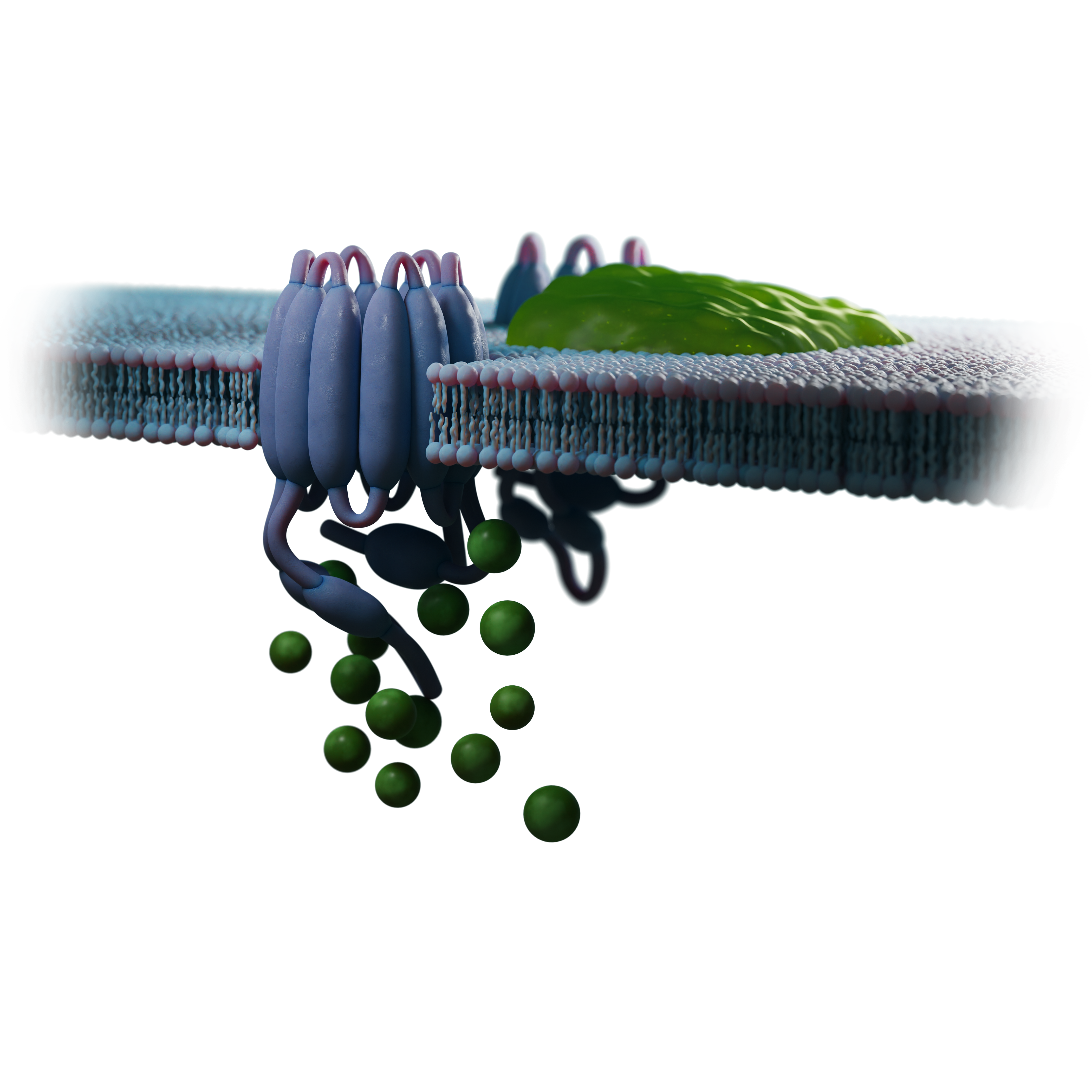 Cell Signaling Pathways 