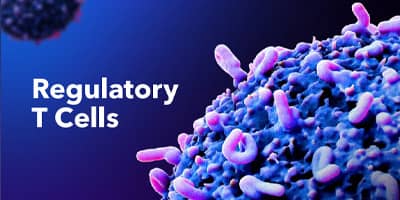 Regulatory T Cells Brochure