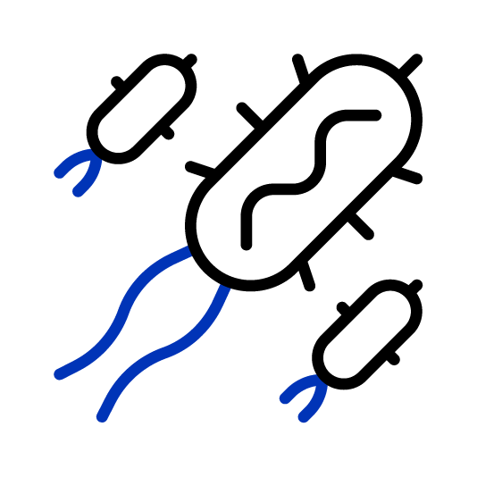 Bacteria Escherichia coli (E. coli)