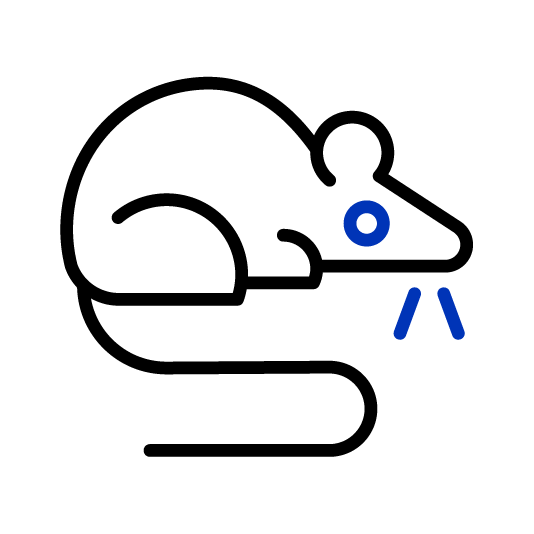 Mouse Mus Musculus icon