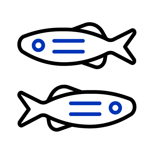 Zebrafish Danio Rerio D. Rerio icon