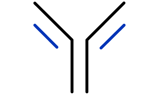 purple Y-shaped antibody structure