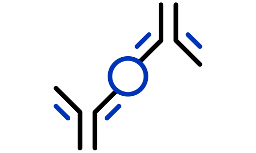 purple and orange antibodies binding to an antigen to show an antibody sandwich typically utilized in an ELISA assay