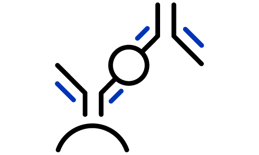Luminex bead binding to a target antigen and being detected with a labeled secondary antibody, two lasers, and a CCD camera