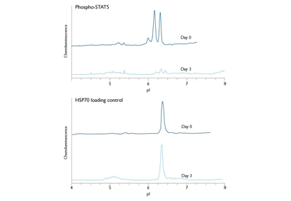 Simple Western Nanopro Drug Effects Over Time