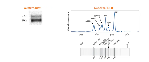 Simple Western Nanapro Western vs Nanopro Img