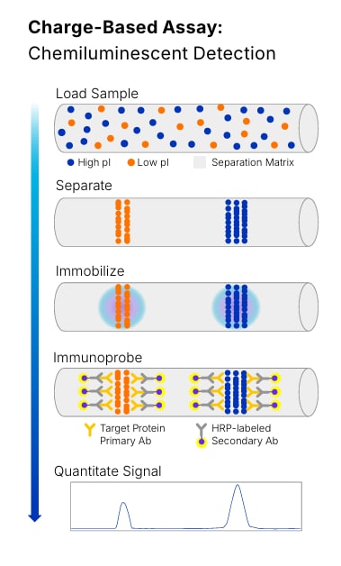Charge Based Assay using Simple Western Technology