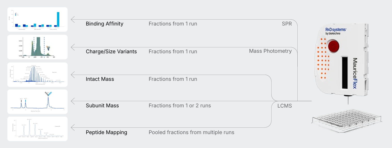 Downstream characterization methods using MauriceFlex icIEF fractions