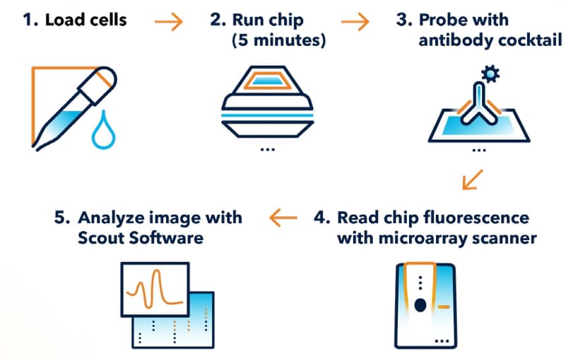 Milo Single Cell Workflow Graphic