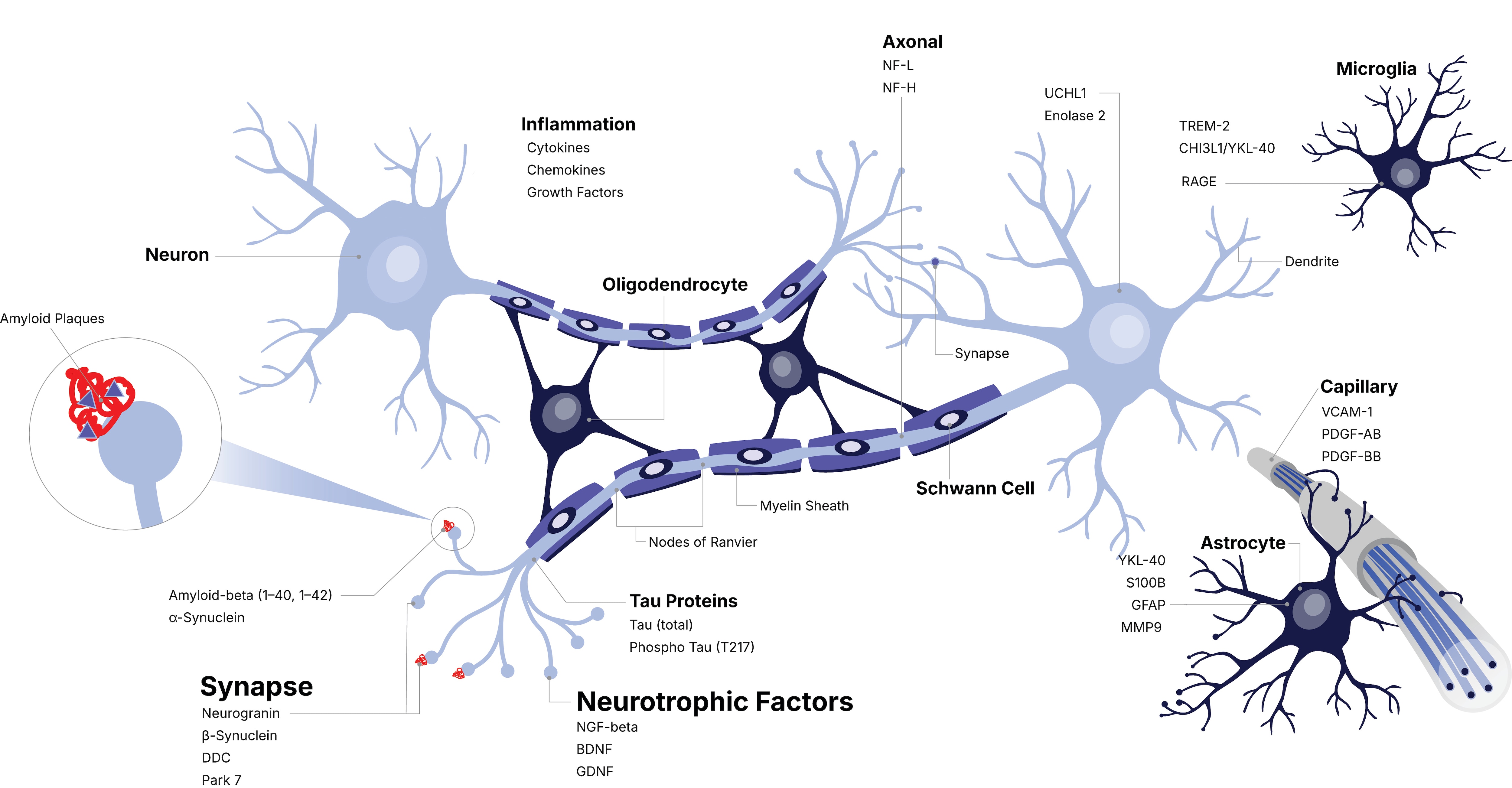 Illustration of key targets for neurological health and disease, available in Simple Plex assays