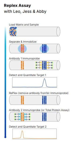 Step‑by‑step RePlex workflow on a Simple Western instrument showing initial assay, antibody stripping, and re‑probing for additional targets