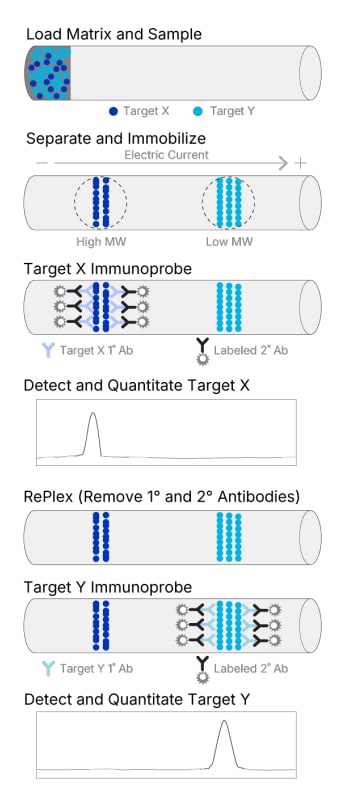 RePlex Assay using Sequential Immunoassays Diagram