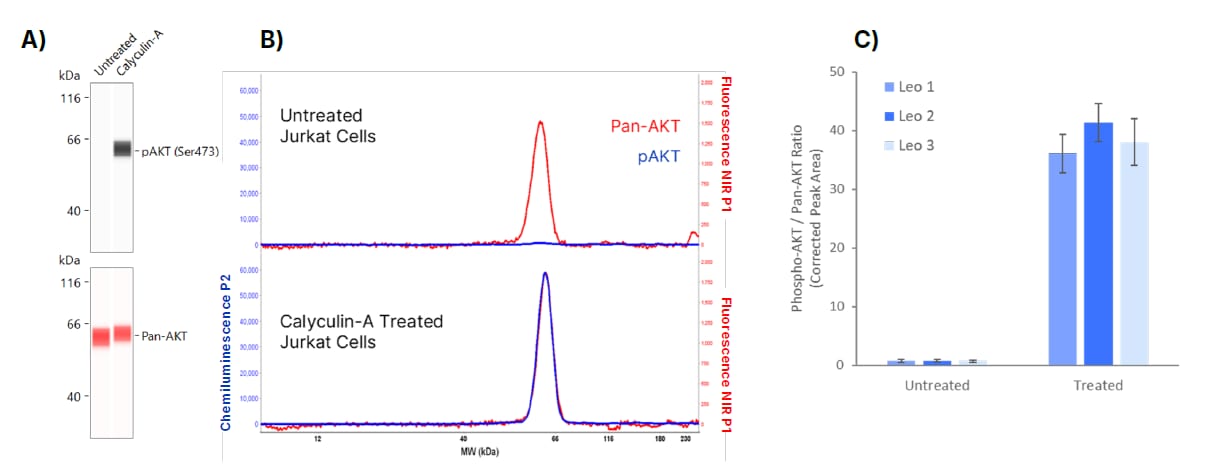 RePlex Enables Simultaneous Phospho / Total Detection in the Same Capillary Data