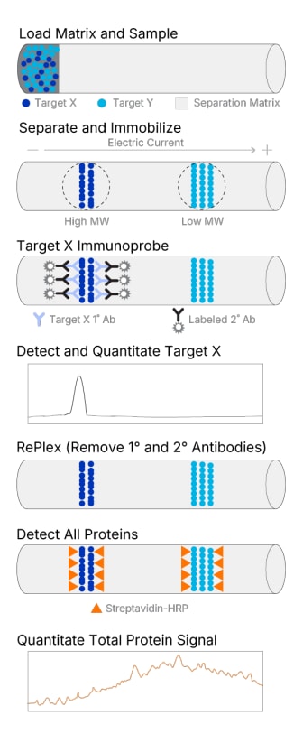RePlex with Total Protein Normalization Diagram
