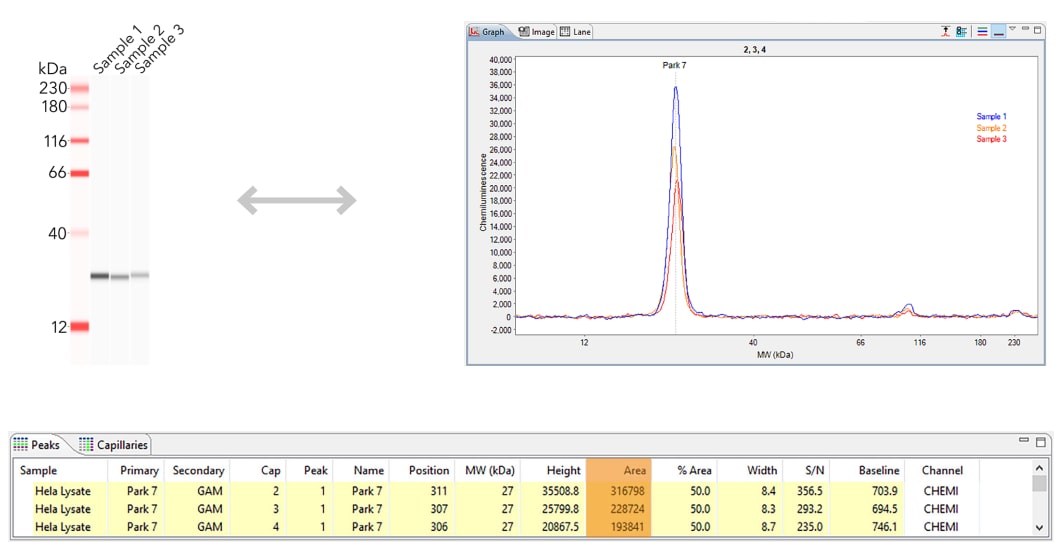 Quantitative Western Analysis with Simple Western Jess Instrument