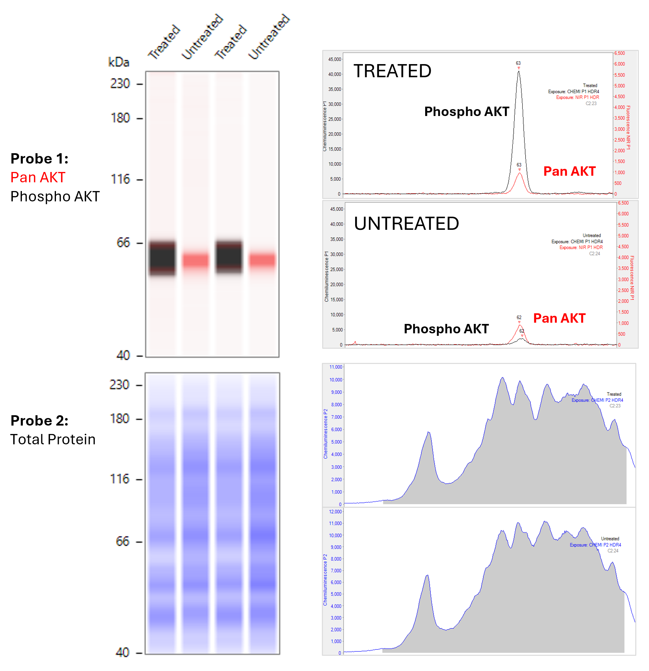 Simple Western Leo Total Protein Normalization Data