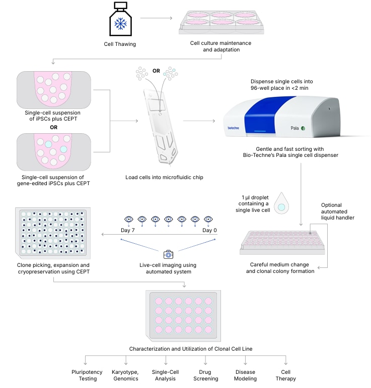 Single cell cloning with the Pala Single Cell Sorter and Dispenser