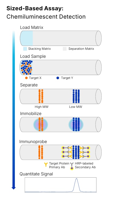 Size based assay using chemiluminescent detection on simple western technology